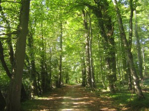 bosque del dejabu