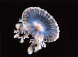 sutileza