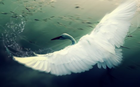 cisne_blanco-1280x800
