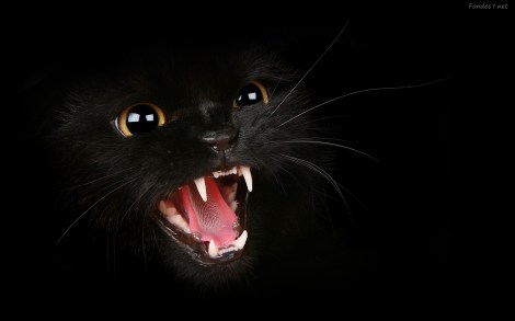 gato negre