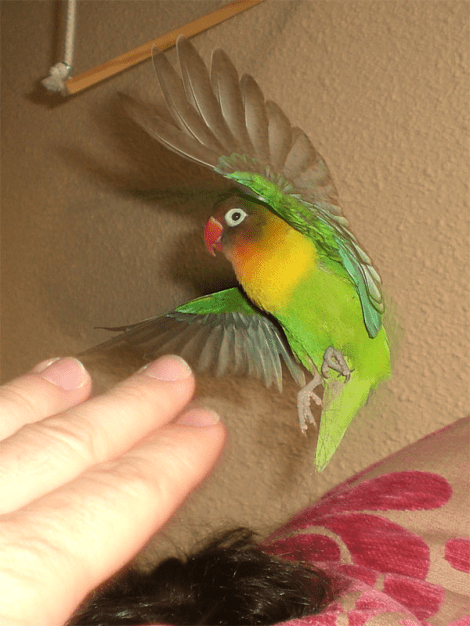 pollo
